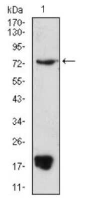 Western Blot: PRDM5 Antibody (7D4E11)BSA Free [NBP2-52541]