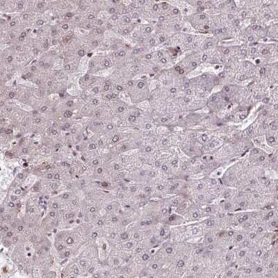 Immunohistochemistry-Paraffin: PRDM5 Antibody [NBP2-13810]