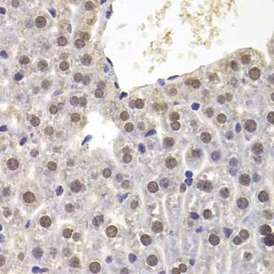 Immunohistochemistry-Paraffin: PRDM5 Antibody - BSA Free [NBP2-93069]