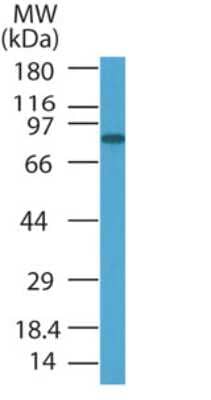 Western Blot: PRDM5 Antibody [NB100-56419]