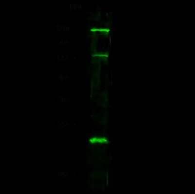 Western Blot: PRDM5 Antibody [NBP2-98837]