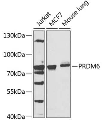 Western Blot: PRDM6 AntibodyBSA Free [NBP2-94313]