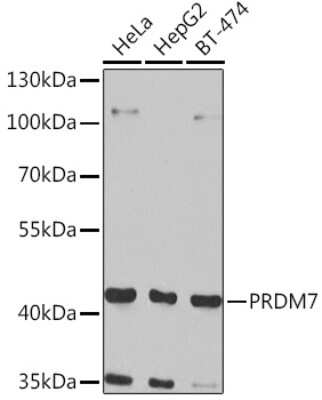 Western Blot: PRDM7 AntibodyBSA Free [NBP2-93472]