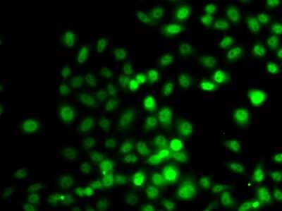 Immunocytochemistry/ Immunofluorescence: PRDM7 Antibody - BSA Free [NBP2-93472]