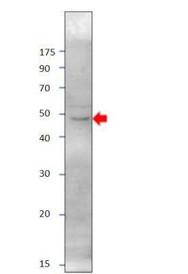 Western Blot: PRDM9 Antibody [NBP3-12335]