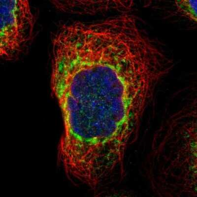 Immunocytochemistry/ Immunofluorescence: PREB Antibody [NBP1-87056]
