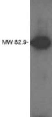 Western Blot: PRG-1/LPPR4 Antibody [NBP3-11909]