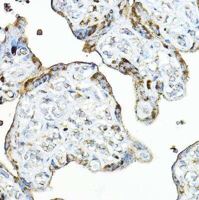 Immunohistochemistry-Paraffin: MBP-1 Antibody - Azide and BSA Free [NBP3-04784]