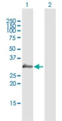 Western Blot: MBP-1 Antibody [H00005553-B01P]