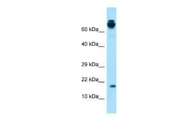 Western Blot: PRH2 Antibody [NBP3-09431]