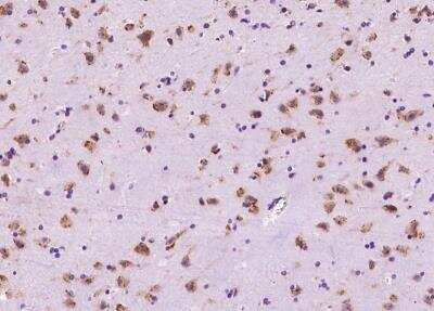 Immunohistochemistry-Paraffin: PRICKLE2 Antibody [NBP3-06515]