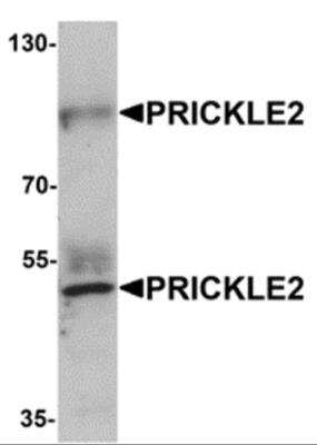 Western Blot: PRICKLE2 AntibodyBSA Free [NBP2-81938]