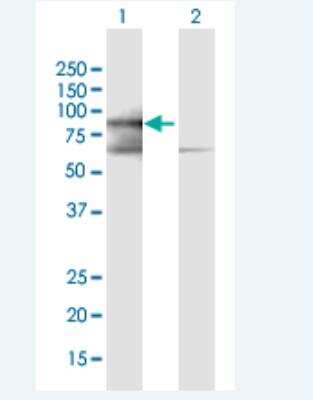 Western Blot: PRICKLE3 Antibody [H00004007-B01P-50ug]