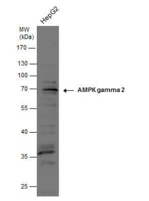 Western Blot: PRKAG2 Antibody [NBP1-32697]