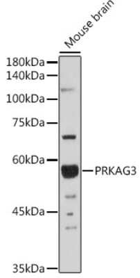 Western Blot: PRKAG3 AntibodyAzide and BSA Free [NBP3-04525]