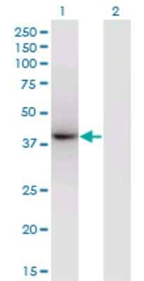 Western Blot: PRKCDBP Antibody (8D3) [H00112464-M04]