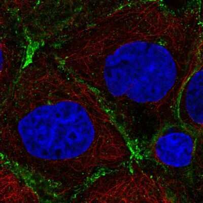 Immunocytochemistry/ Immunofluorescence: PRKCDBP Antibody [NBP2-57897]