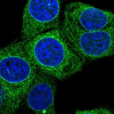 Immunocytochemistry/ Immunofluorescence: PRKCSH Antibody [NBP2-38492]