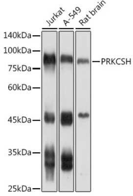 Western Blot: PRKCSH AntibodyAzide and BSA Free [NBP3-16319]