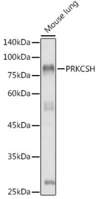 Western Blot: PRKCSH AntibodyAzide and BSA Free [NBP3-16319]