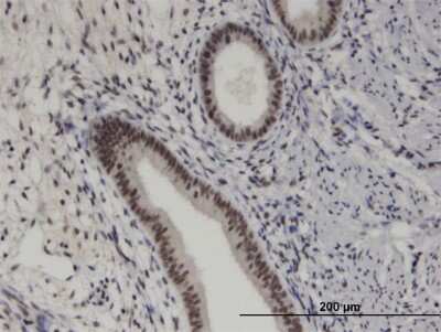 Immunohistochemistry-Paraffin: PRKRIP1 Antibody (M2) [H00079706-M08]