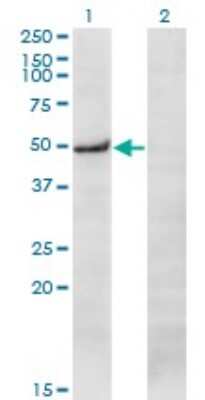 Western Blot: PRKX Antibody (1H7) [H00005613-M01]