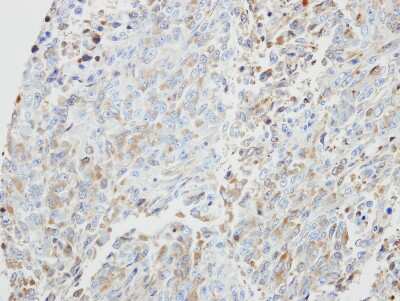 Immunohistochemistry-Paraffin: PRKX Antibody [NBP1-33469]