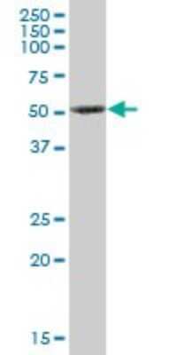 Western Blot: PRKX Antibody [H00005613-B01P]