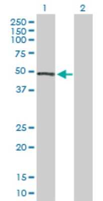 Western Blot: PRKX Antibody [H00005613-D01P]