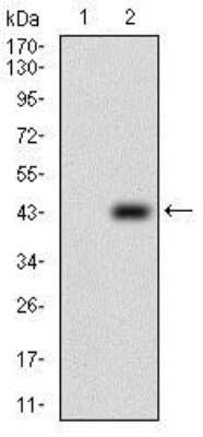 Western Blot: PRL-2/PTP4A2 Antibody (5B6F4)BSA Free [NBP2-37315]