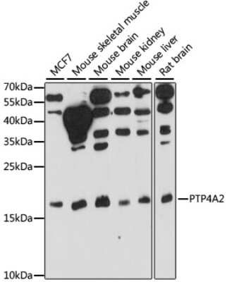 Western Blot: PRL-2/PTP4A2 AntibodyAzide and BSA Free [NBP2-93937]