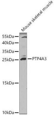 Western Blot: PRL-3/PTP4A3 AntibodyBSA Free [NBP2-93734]