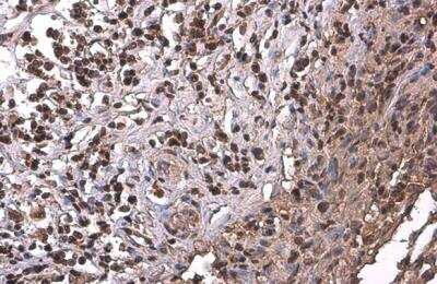 Immunohistochemistry-Paraffin: PRMT1 Antibody (10111) [NBP2-43818]