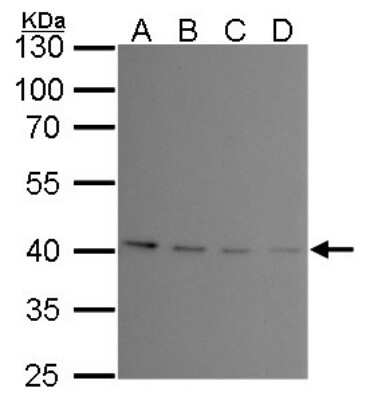 Western Blot: PRMT1 Antibody (10111) [NBP2-43818]