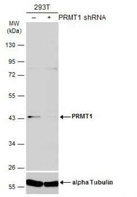 Western Blot: PRMT1 Antibody (10111) [NBP2-43818]