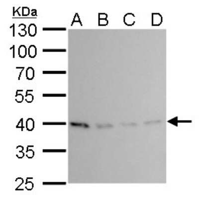 Western Blot: PRMT1 Antibody (779) [NBP2-43744]