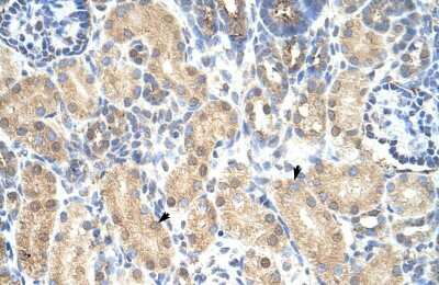 Immunohistochemistry-Paraffin: PRMT1 Antibody [NBP1-56501]
