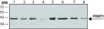 Western Blot: PRMT1 Antibody (PRMT1-171)BSA Free [NB120-12189]