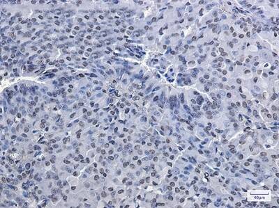 Immunohistochemistry-Paraffin: PRMT1 Antibody (S08-3H8) [NBP3-19745]