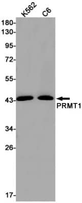 Western Blot: PRMT1 Antibody (S08-3H8) [NBP3-19745]