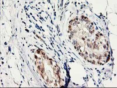 Immunohistochemistry-Paraffin: PRMT2 Antibody (OTI3A3) [NBP2-01291]