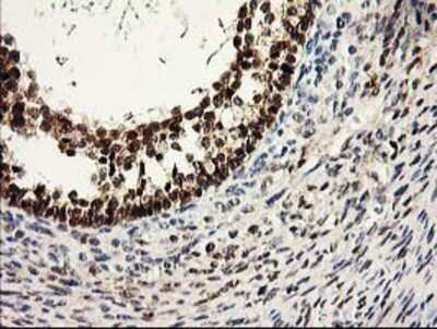 Immunohistochemistry-Paraffin: PRMT2 Antibody (OTI3A3) [NBP2-01291]