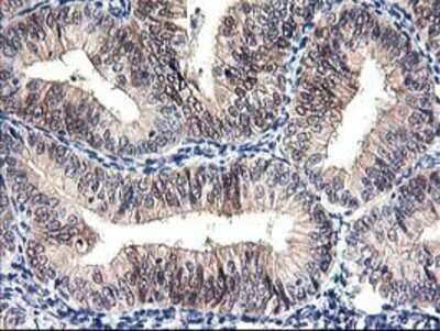 Immunohistochemistry: PRMT2 Antibody (OTI3A3) - Azide and BSA Free [NBP2-73602]