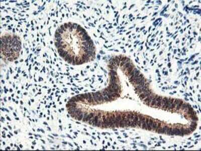 Immunohistochemistry: PRMT2 Antibody (OTI3A3) - Azide and BSA Free [NBP2-73602]