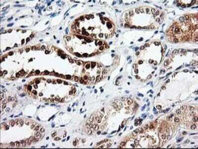 Immunohistochemistry: PRMT2 Antibody (OTI3A3) - Azide and BSA Free [NBP2-73602]