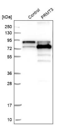 Western Blot: PRMT3 Antibody [NBP1-83205]