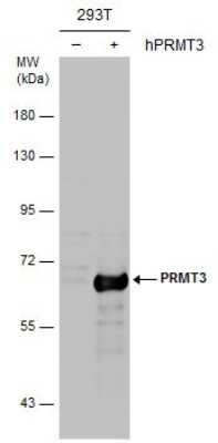 Western Blot: PRMT3 Antibody [NBP2-19933]