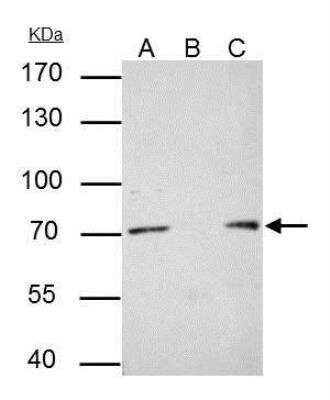 Immunoprecipitation: PRMT5 Antibody (3610) [NBP2-43678]