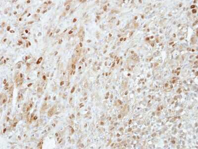 Immunohistochemistry-Paraffin: PRMT5 Antibody [NBP2-19937]