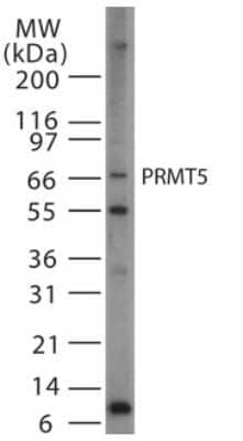 Western Blot: PRMT5 Antibody [NB100-56641]